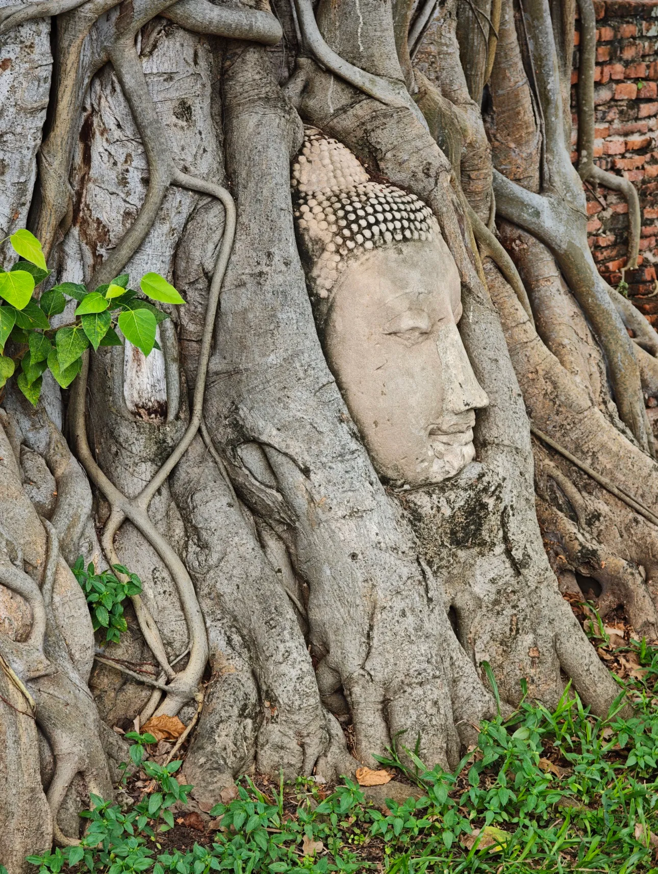 the famous budda image at the ruins in ayuttaya