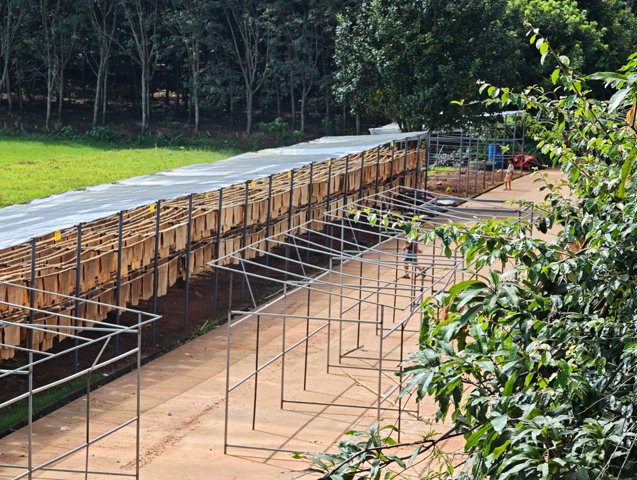 mae yui's rubber plantation in the north